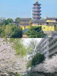 南京櫻花季 春日頂流浪漫