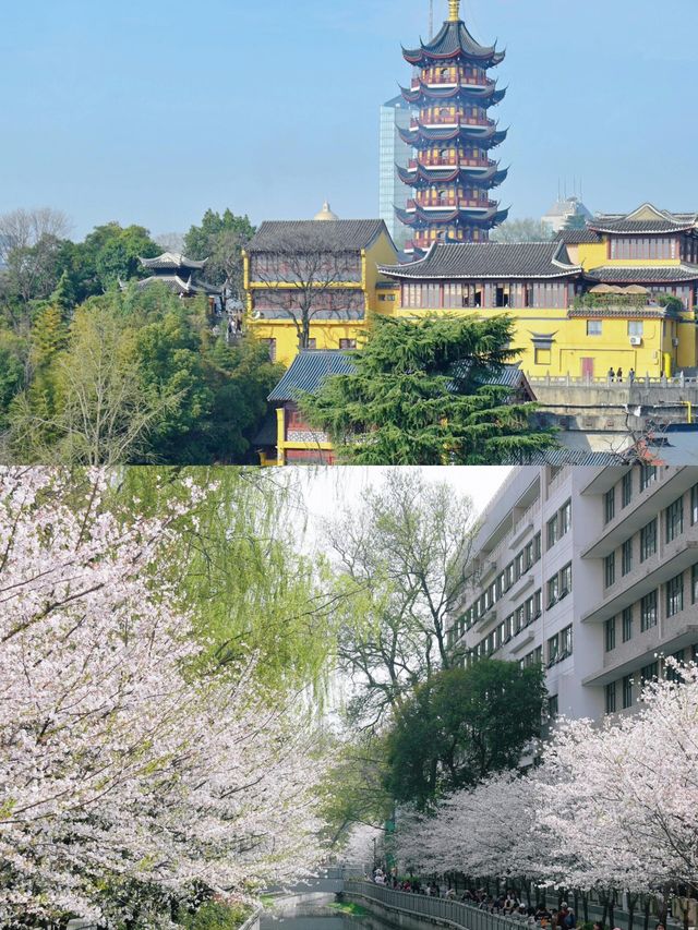 南京櫻花季 春日頂流浪漫