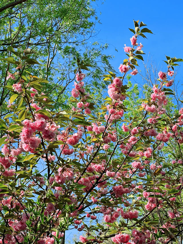 總要去趟濰坊學院吧，赴一場春天的櫻花之約