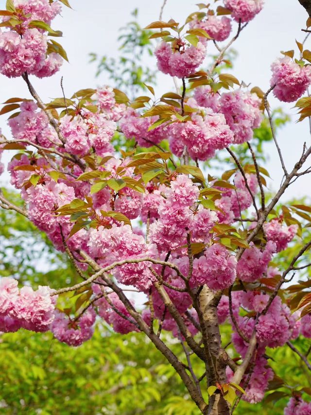 濰坊黃花溪賞櫻花攻略嚟啦~