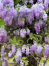 週末探秘中華石園:邂逅紫藤花的夢幻浪漫