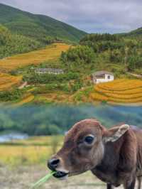 5月限定！江西上堡梯田｜人間仙境般的客家秘境