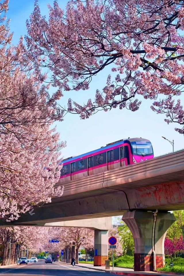 春花北京
