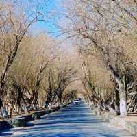 Xinjiang: A Journey Through Nature's Masterpieces
