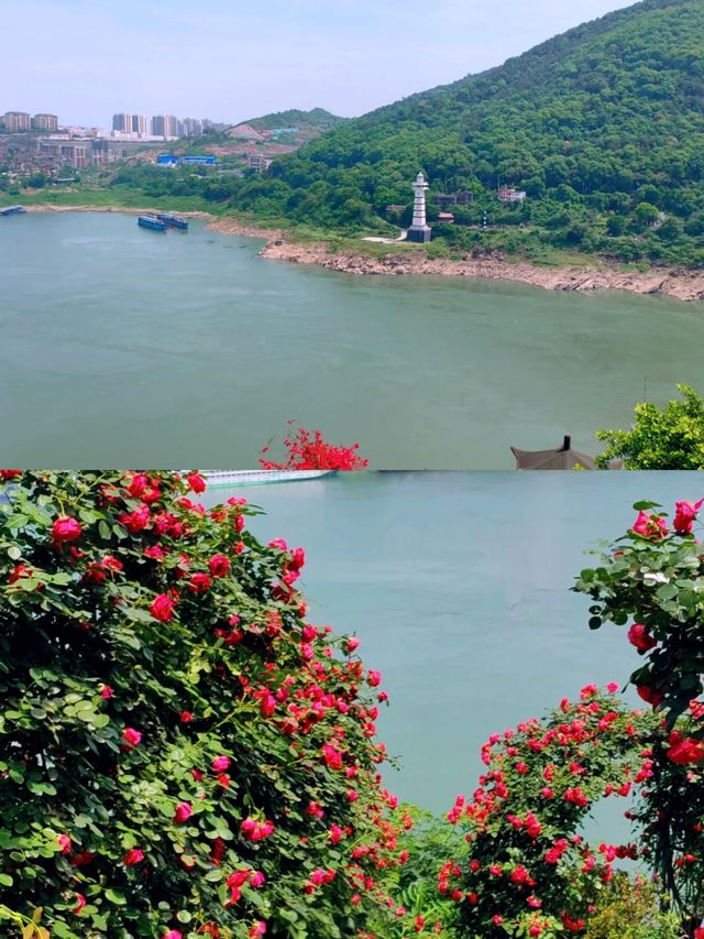 銅鑼花谷：杜鵑、玫瑰、繡球…四季花海唔重樣！
