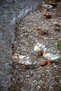 芹川古鎮｜藏了700年的江南淚