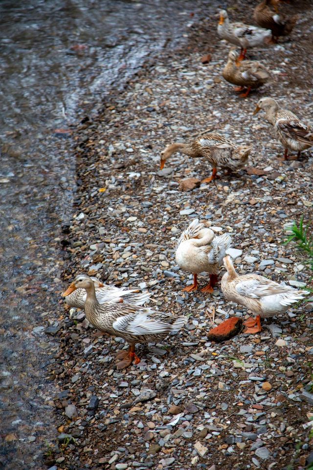芹川古鎮｜藏了700年的江南淚