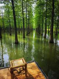 徐州2H｜洪澤湖濕地，係水杉同飛鳥嘅詩