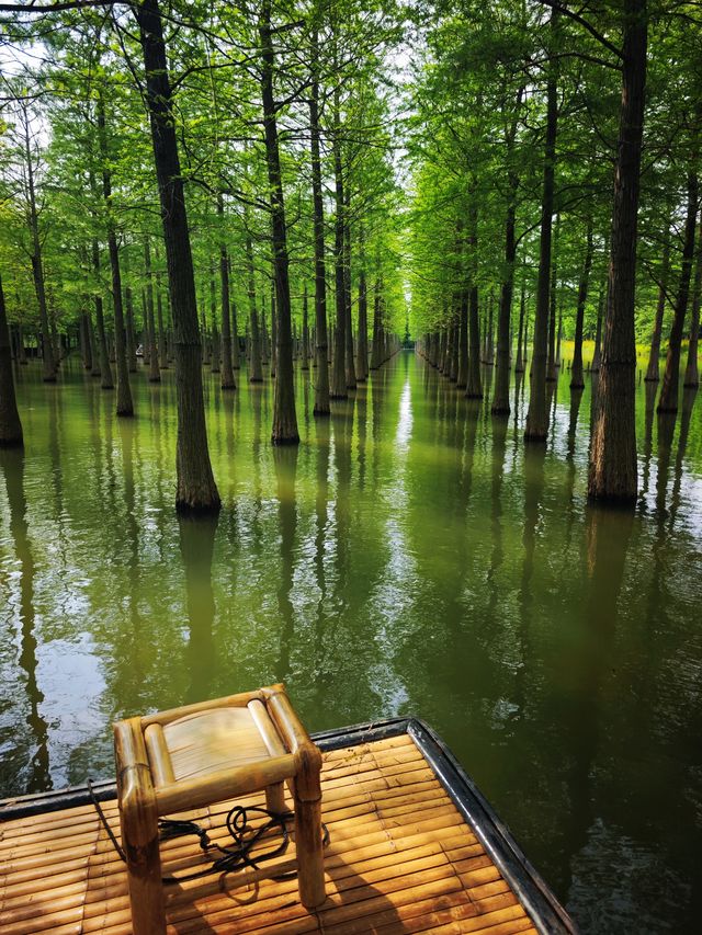 徐州2H｜洪澤湖濕地，係水杉同飛鳥嘅詩