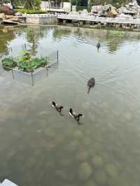 隱藏在日照海邊的中式園林酒店