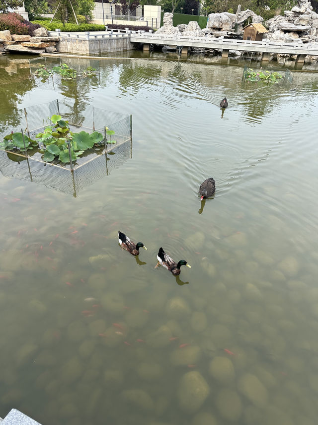 隱藏在日照海邊的中式園林酒店