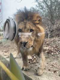 洛陽·宜陽｜竟然藏咗一個咁好玩嘅動物園！