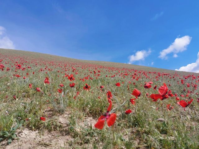 穿越6000公里！只為帶媽媽追新疆天山紅花