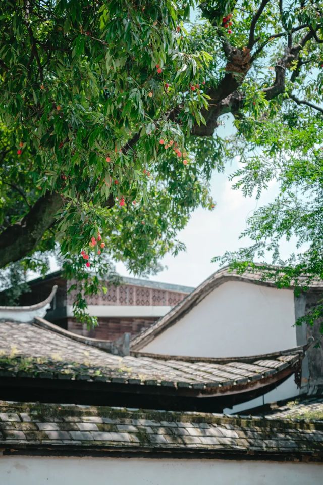 福州的荔枝樹，是長在建築裡的年輪