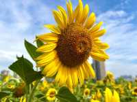 成都這片向日葵花海 直接把我美到語塞🌻
