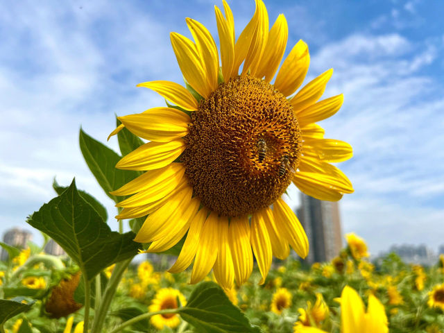 成都這片向日葵花海 直接把我美到語塞🌻