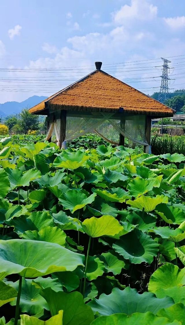 為荷而來