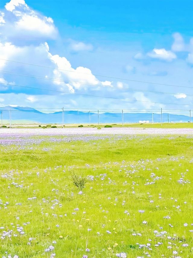 若爾蓋大草原 | 川西高原「綠寶石」深度遊全攻略