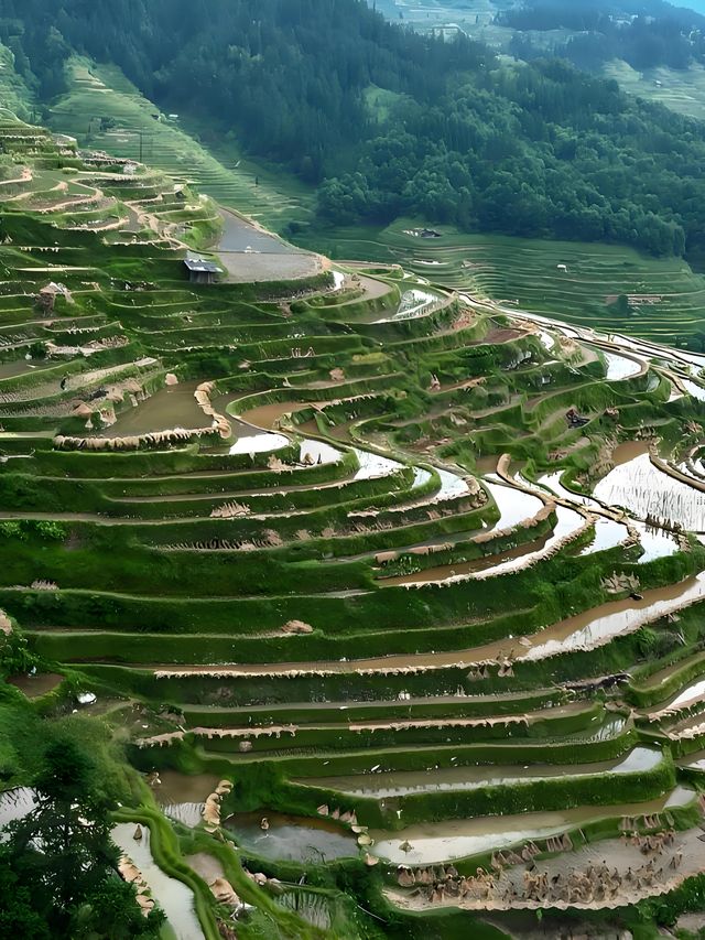 加榜梯田漫遊：在層層綠意裡拾光而行 