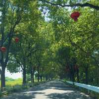 🚗🌊 Dianshan Lake & Panlong Tiandi Day Trip (Shanghai)*