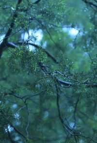 雨後獨享天壇秘境