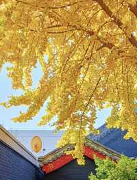 沈陽秋日躺玩攻略:住豪澤芮茲慢賞秋