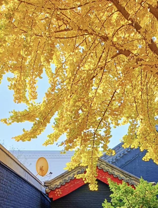 沈陽秋日躺玩攻略:住豪澤芮茲慢賞秋 沈陽秋日躺玩攻略:住豪澤芮茲慢賞秋