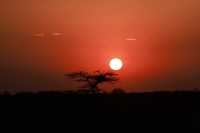 Incredible Safari and St Judes Experience