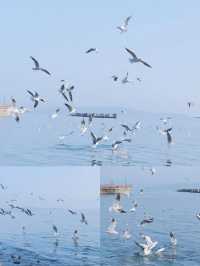 #太湖觀鳥最佳點位出爐  蘇州太湖限定浪漫！海鷗、夕陽、燈塔全攻略  ------  追鷗路