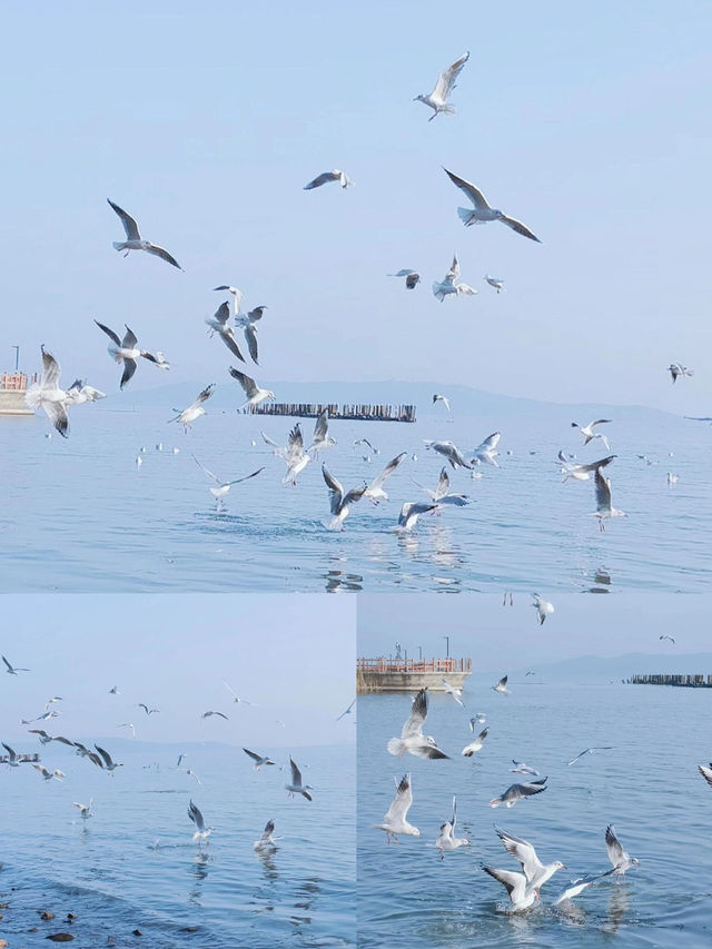 #太湖觀鳥最佳點位出爐  蘇州太湖限定浪漫！海鷗、夕陽、燈塔全攻略  ------  追鷗路