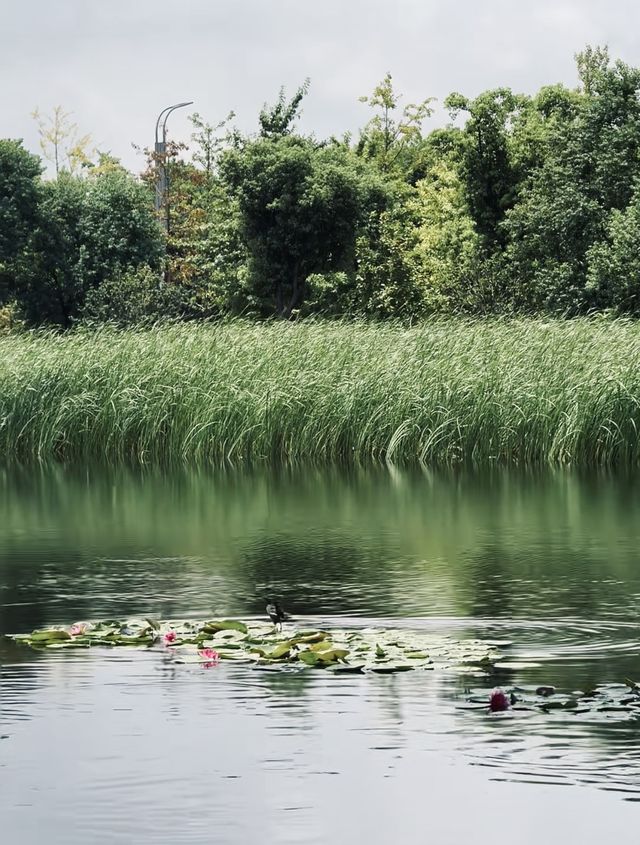 九棵樹湖畔秘境 九棵樹湖畔秘境