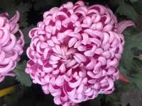 清明上河園絕美菊花展
