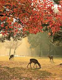 奈良公園賞楓-鹿與紅葉的秋日童話