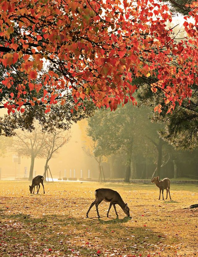 奈良公園賞楓-鹿與紅葉的秋日童話