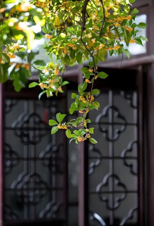 蘇州金秋尋香記：千年桂韻與江南風物指南