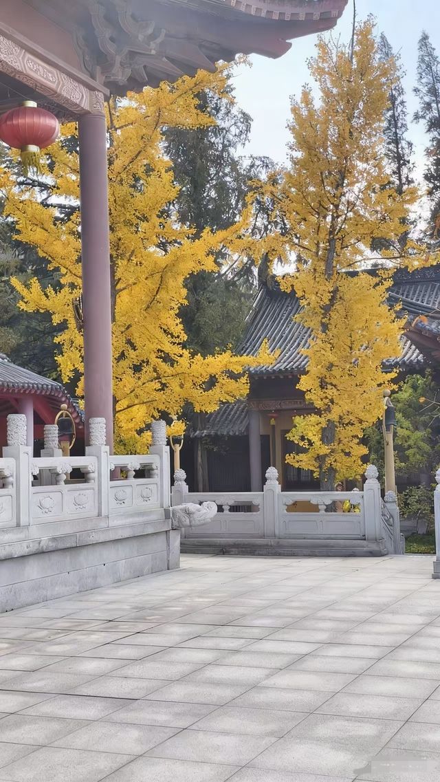 秋遊必看青島-威海-煙台玩樂全攻略 秋遊必看青島-威海-煙台玩樂全攻略