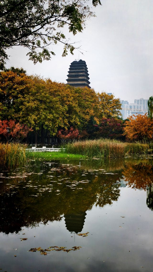 秋日去小雁塔感受歷史的厚重與自然和諧交融吧