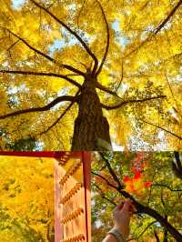 京城賞秋天花板地壇銀杏大道美到失語