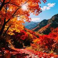 河北紅葉天花板!響堂山秋日封神級紅葉盛宴