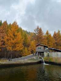 內蒙古蘇木山,墜入北境金色油畫