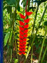 西雙版納三日遊