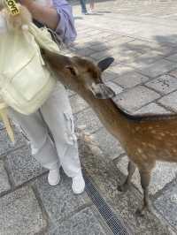 奈良東大寺深度遊千年古剎美到窒息！