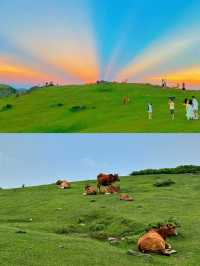 逃離城市當「牛馬」，奔赴大姆山的草甸狂歡