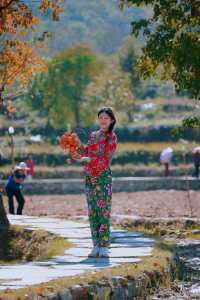 湖北羅田甜柿秘境500年古柿樹王等你來打卡！