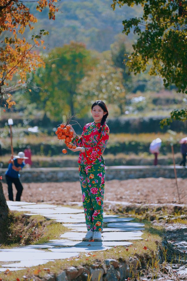 湖北羅田甜柿秘境500年古柿樹王等你來打卡！