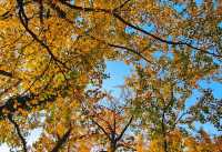 浙江最美銀杏村吧，藏著1300餘株古銀杏