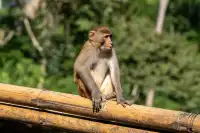 西雙版納遇“土匪猴”!零食差點被搶光