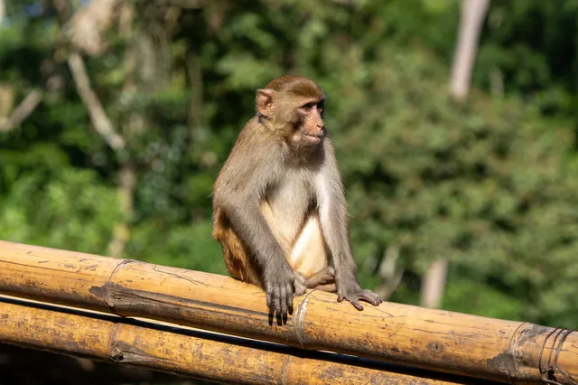 西雙版納遇“土匪猴”!零食差點被搶光 西雙版納遇“土匪猴”!零食差點被搶光