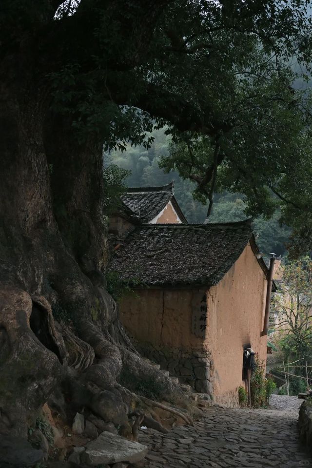 浙江麗水 | 縉雲松陽·江南最後的秘境
