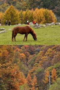 留壩紅葉打卡攻略